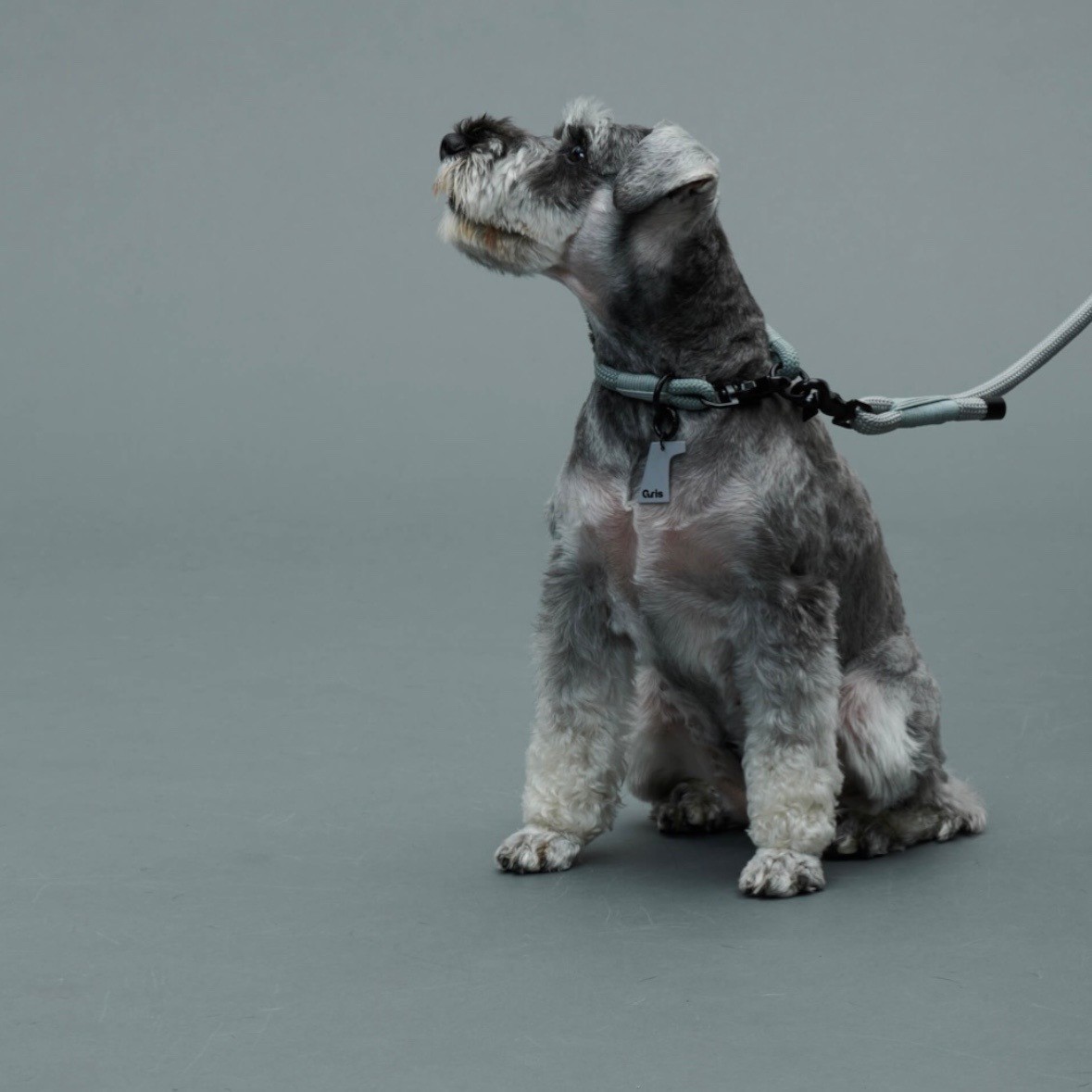 GRIS THE COLLAR WEIMARANER GREY | 柔軟彈性繩項圈 /威瑪灰