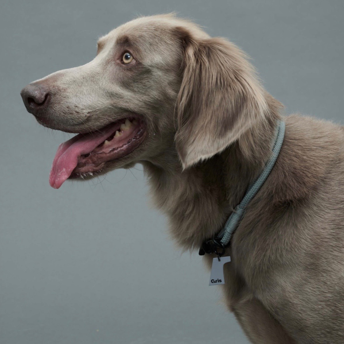 GRIS THE COLLAR WEIMARANER GREY | 柔軟彈性繩項圈 /威瑪灰