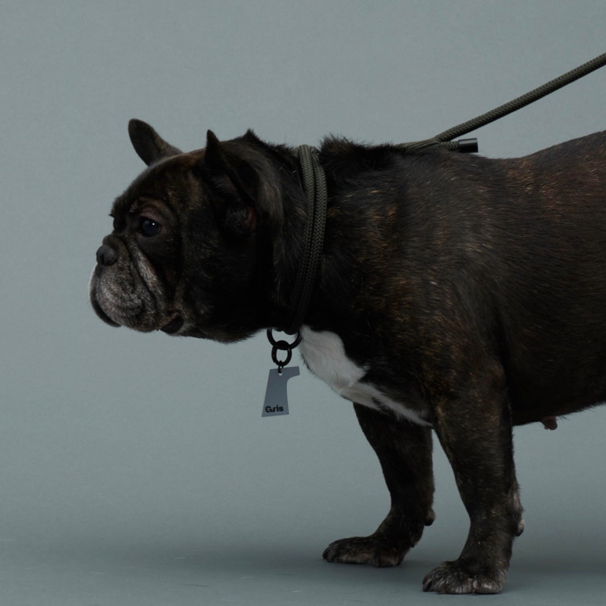 GRIS THE COLLAR WEIMARANER GREY | 柔軟彈性繩項圈 /威瑪灰