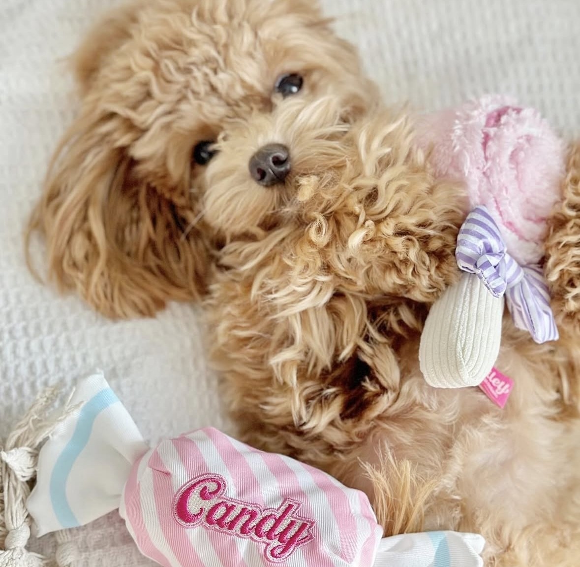 Lollipop hidden food toy that only melts in your mouth ｜甜心棒棒糖藏食玩具 S