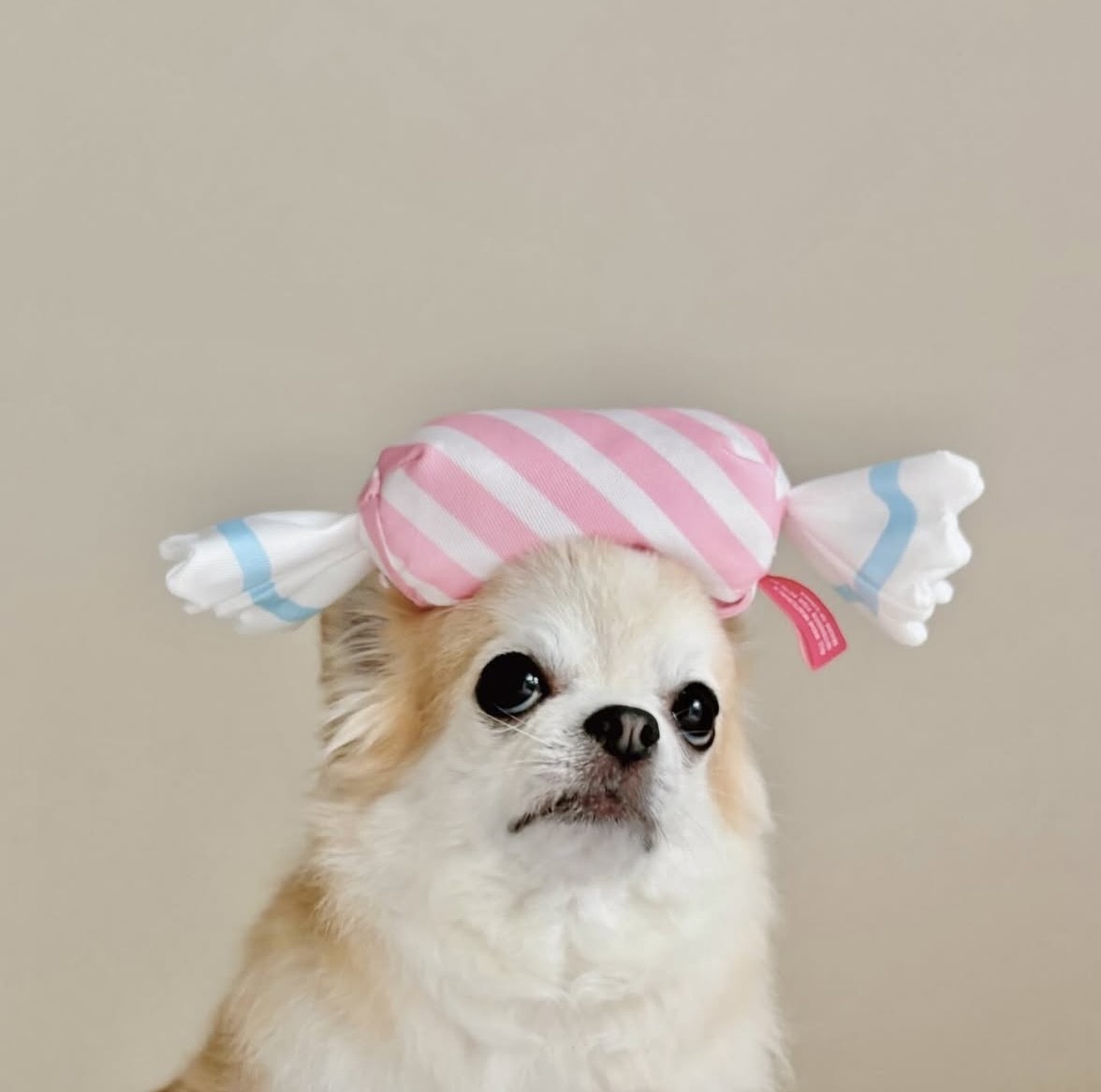 Bubble gum hidden food toy that only melts in your mouth ｜甜心泡泡糖藏食玩具 