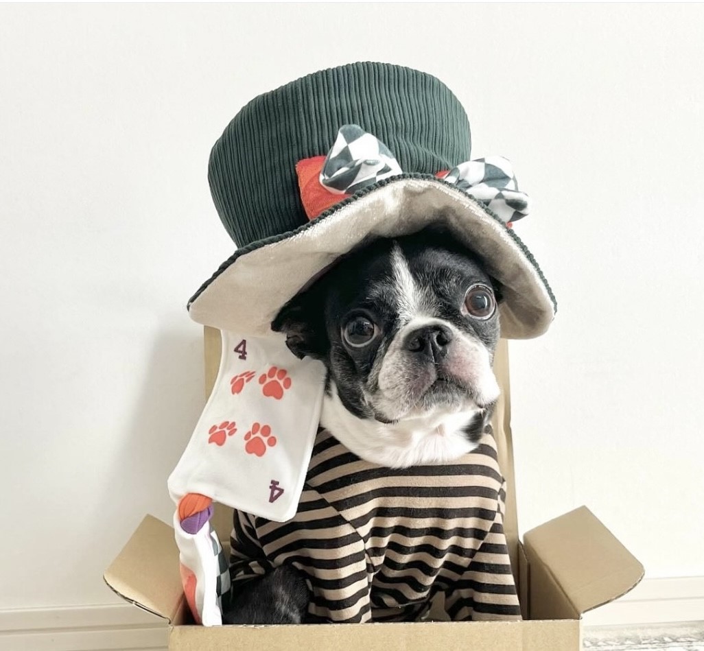 magic carnival magic hat ｜魔法嘉年華的魔術帽S