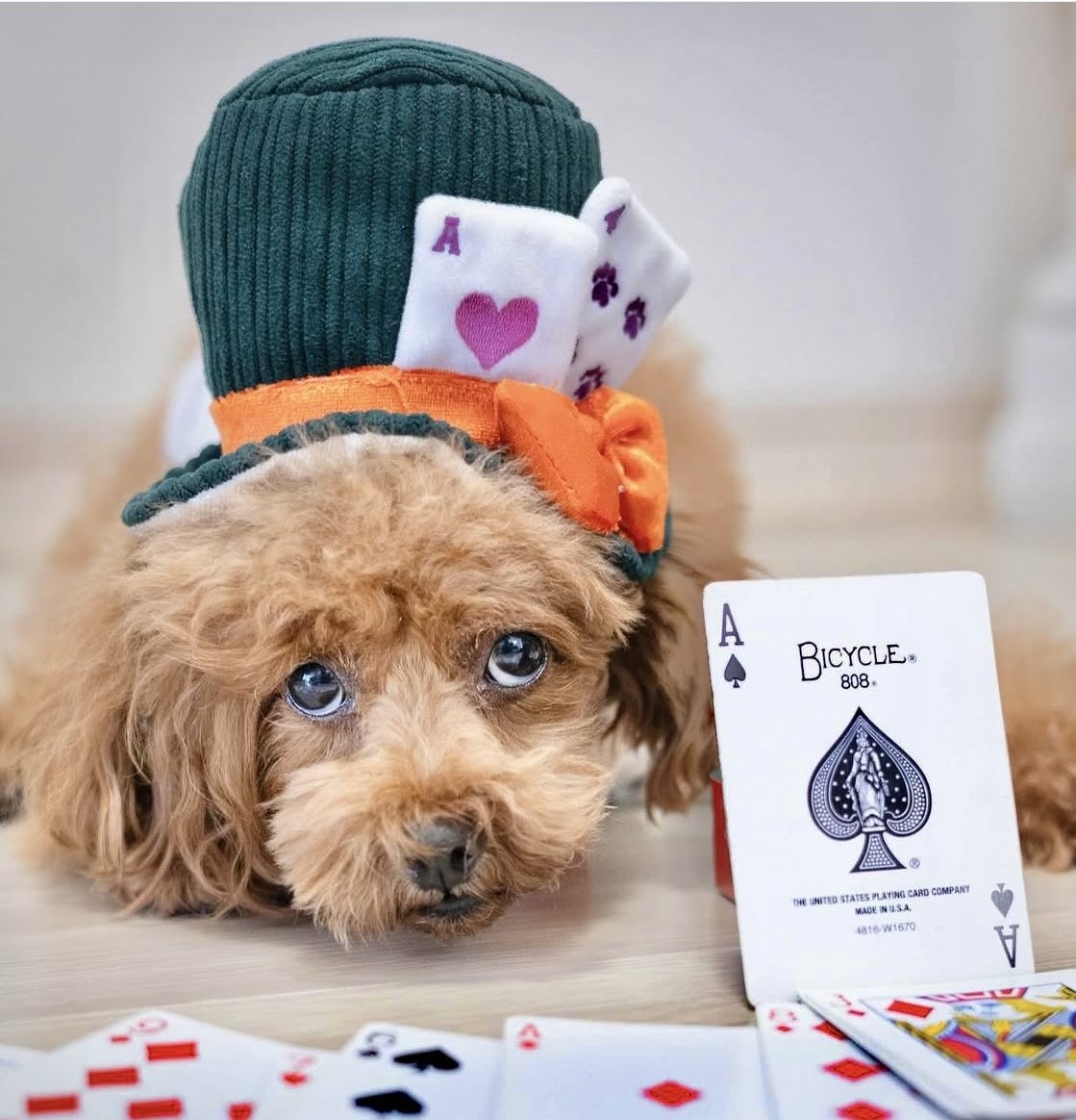 magic carnival magic hat ｜魔法嘉年華的魔術帽S