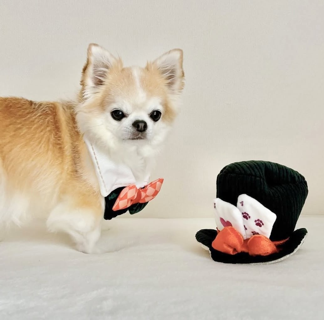 magic carnival magic hat ｜魔法嘉年華的魔術帽S