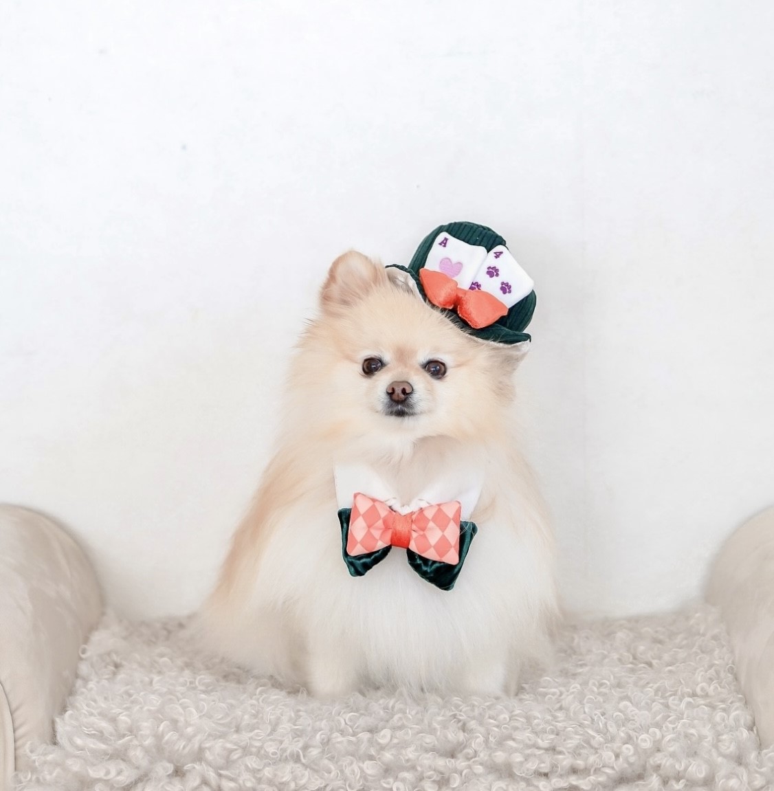 Magical Carnival Bow Tie ｜魔法嘉年華的領結