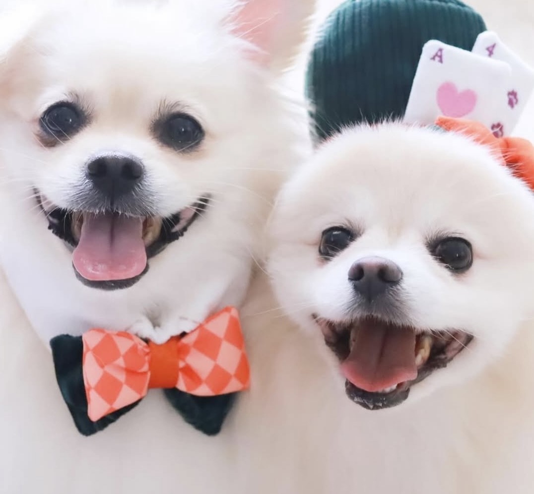 Magical Carnival Bow Tie ｜魔法嘉年華的領結