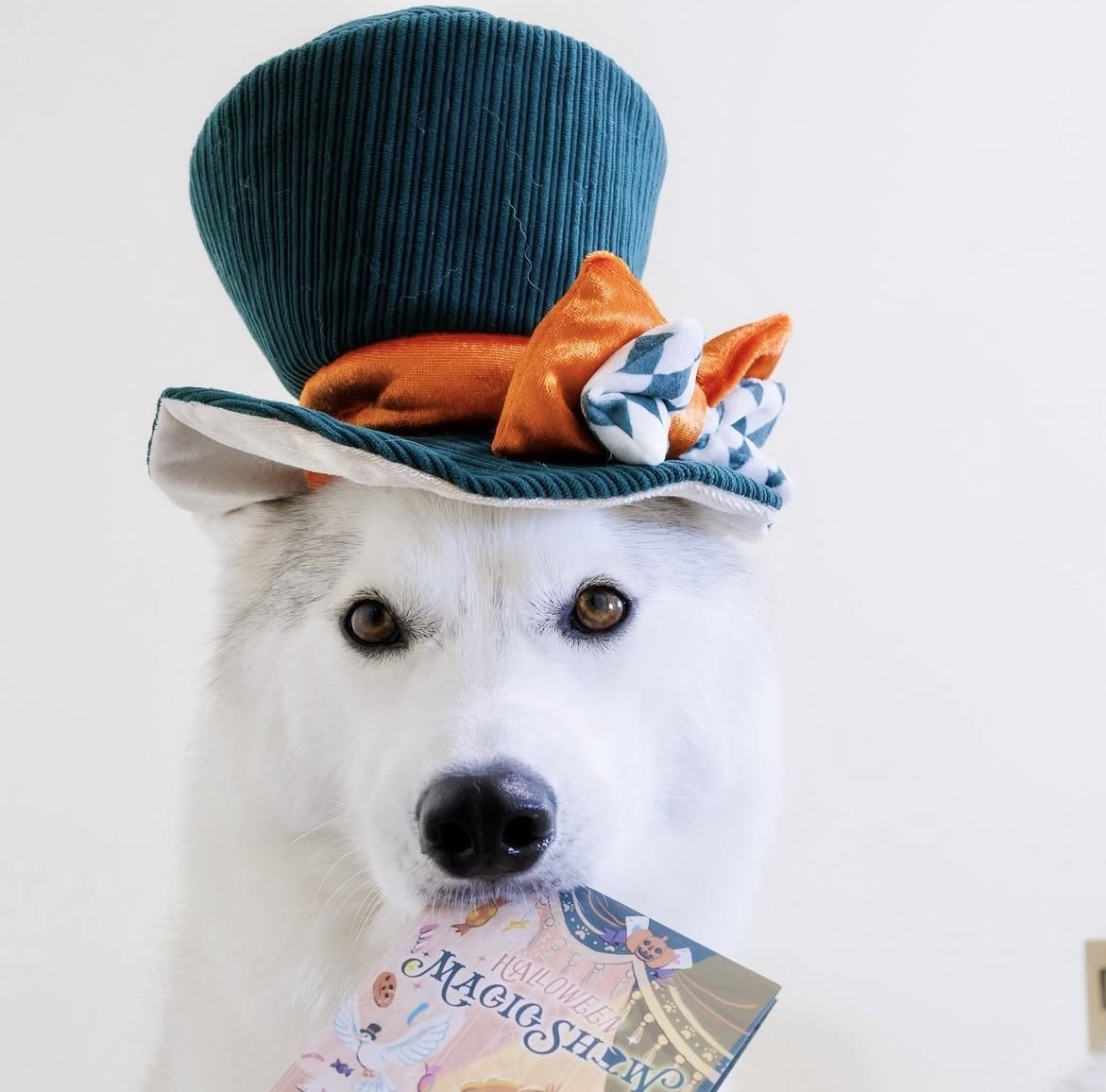 Magical Carnival Bow Tie ｜魔法嘉年華的領結