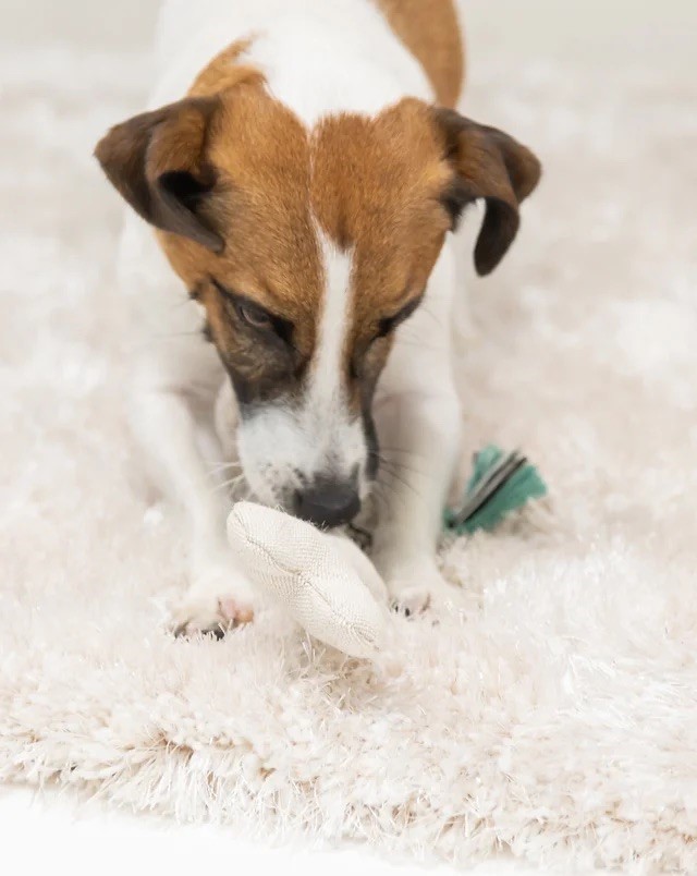 Bone shaped dental cleaning rope toy ｜骨頭造型潔牙繩玩具 