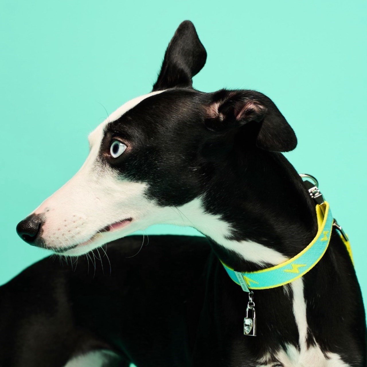 mmchokk- lucky star 土星項圈/牽繩禮盒系列   