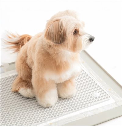 BITE ME 腳不濕尿尿墊